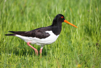 Oystercatcher in a breeding colony on a flood meadow in the floodplain of the Pripyat River