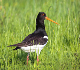 Oystercatcher in a breeding colony on a flood meadow in the floodplain of the Pripyat River