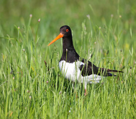 Oystercatcher in a breeding colony on a flood meadow in the floodplain of the Pripyat River