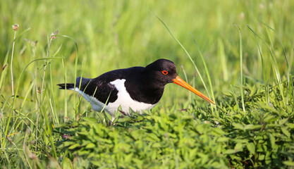 Oystercatcher in a breeding colony on a flood meadow in the floodplain of the Pripyat River
