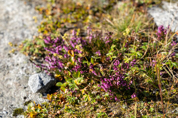 Beautiful landscape in Norway in fall 2021.