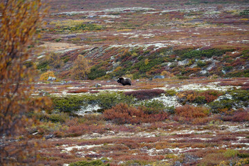 Beautiful landscape in Norway in fall 2021.