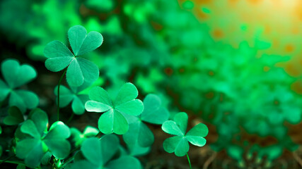 Green background with three-leaved shamrocks, Lucky Irish Four Leaf Clover in the Field for St. Patricks Day holiday symbol. with three-leaved shamrocks, St. Patrick's day holiday symbol, earth day - obrazy, fototapety, plakaty