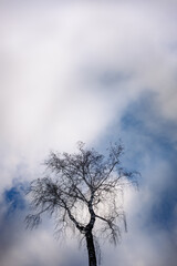 tree top against a beautiful sky