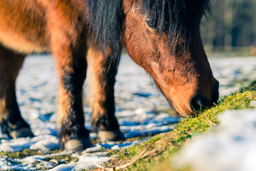 Pferd findet Gras in der Winter Landschaft © Michael