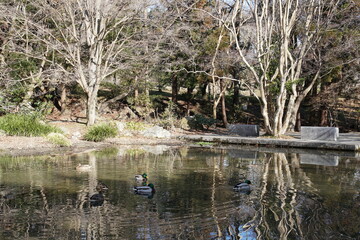 冬の池のある公園