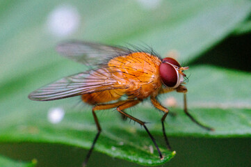 mouche sur une feuille