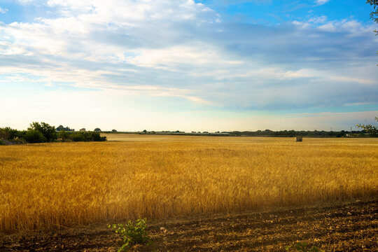 Rural landscape on Apulia between Bitonto and Conversano