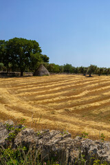 Rural landscape on Apulia between Alberobello and Locorotondo