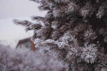 Snowy winter. Spherical house among snow-covered fir trees