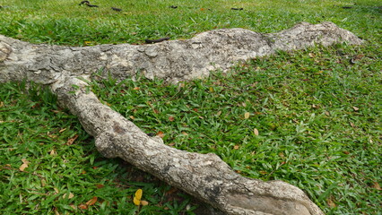 Root of tree on grass in the garden