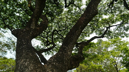 tree in the park