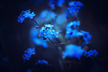 Beautiful blue forget-me-not flowers with delicate petals bloom in the twilight of a summer night....