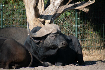 African bufalo 