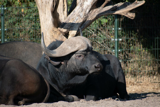 African bufalo 