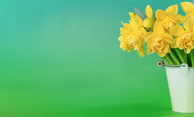 Bouquet of narcissus in a bucket on a green background