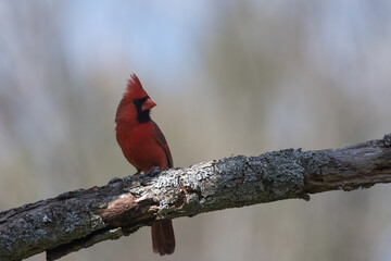 cardinal on a tree branch