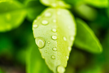Macro closeup of Beautiful fresh green leaf with drop of water in morning sunlight nature background.