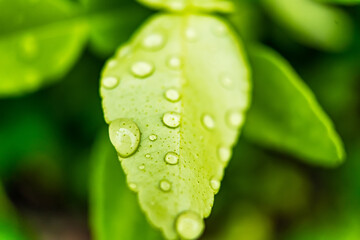 Macro closeup of Beautiful fresh green leaf with drop of water in morning sunlight nature background.