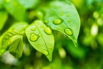 Fototapeta premium Macro closeup of Beautiful fresh green leaf with drop of water in morning sunlight nature background.