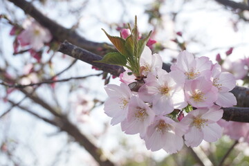 桜