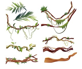 Liana or vine winding branches cartoon vector illustration. Jungle tropical climbing plants.
