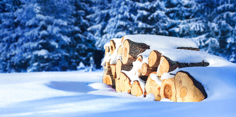 Winter Forest pine and spruce trees during winter. Log trunks pile under snow cover the logging timber wood industry.