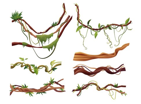 Liana or vine winding branches cartoon vector illustration. Jungle tropical climbing plants.
