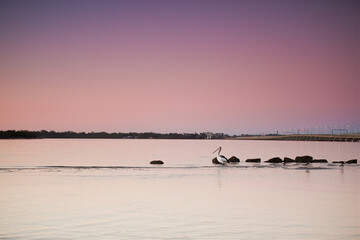 Pelicans at sunset