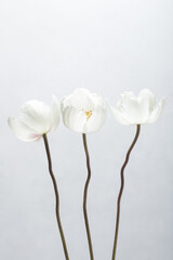 Three anemones on a white background
