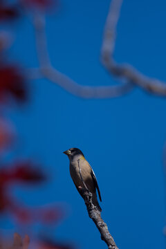 Evening Grosbeak Perched On A Branch During Fall