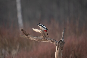 The great spotted woodpecker (Dendrocopos major)