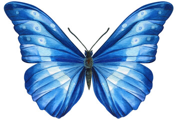 Watercolor butterfly isolated on white background. Summer blue butterfly illustration. - obrazy, fototapety, plakaty