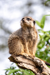 A solitary meerkat, suricata suricatta, stands guard for the rest of the troupe. Green foliage  and sky background