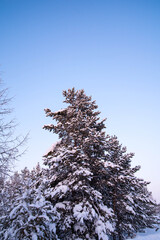 Christmas tree covered with snow, winter landscape of the forest, copy space