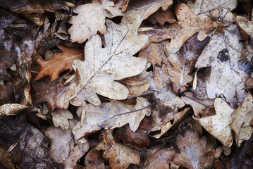 Frozen oak leaves. Fallen oak tree leaves frozen by winter frost. Cold seasonal background.