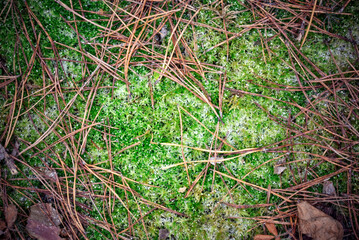 Natural background. Dried tree leaf on the surface of moss and needles covered with frost