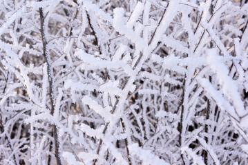 Branches in hoarfrost and snow in the winter. Winter forest in frost and snow.