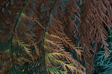Thuja colored branch close up. Macro of evergreen tree branch. Background of multi colored autumn Thuja. Colorful background. Closeup of green red yellow young branch of thuja. Nature background.