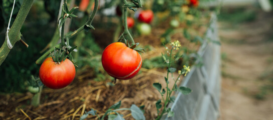Obraz premium Home grown tomato vegetables growing in greenhouse. Vegetable Growing. Farming, gardening concept