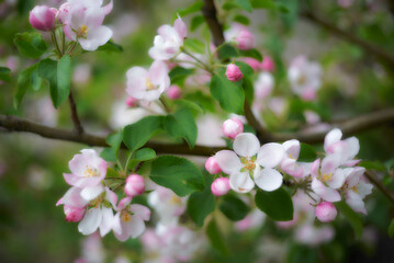 Pink flowers on a spring tree. Selective focus of beautiful branches of pink Apple tree blossoms on the tree over green foliage. Flora pattern texture. Natural spring background.
