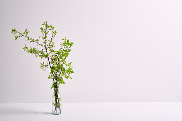 Glass vase with twigs of blossoming cherry on a white background with copy space. Spring flower bouquet. Interior decor. Elegant business card mockup. Mothers day postcard. Freshness. Minimalist.