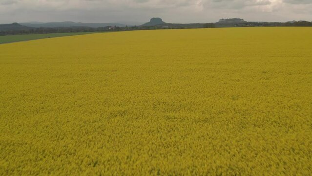 Yellow rapeseed field full of rape - Rise to Saxon Switzerland Mountains Skyline Spring Summer - Aerial Drone Shot - Germany Saxony Agriculture Switzerland Landscape