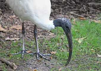 An Australian white Ibis digging around on the lawn for insects with their long bill