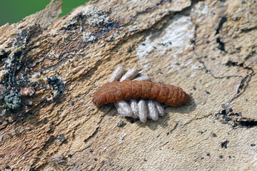 A caterpillar of an owl moth parasitized by parasitoid wasps of Braconidae family. Visible white cocoons of parasites that have left the body of the host.