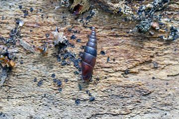 Clausiliidae, also known by their common name the door snails