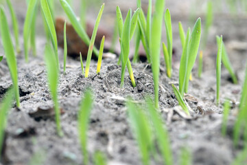 Emerging cereal in the autumn with symptoms of too deep seeding and nighttime temperature drops - discoloration. Abiotic stress.