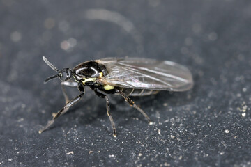 macro of a fly