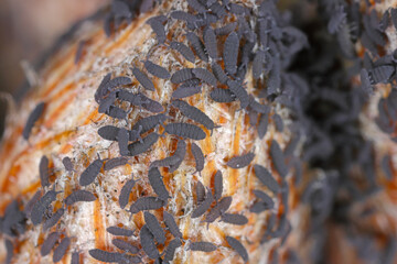 Huge numbers of springtails on young pine shoots in early spring. Collembola, Neanuridae, Thaumanura, Achorutes sp.