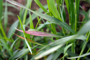 Barley yellow dwarf (BYD) is a plant disease caused by the barley yellow dwarf virus (BYDV), and is...